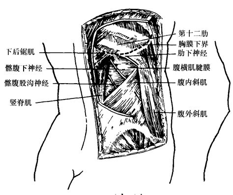 腰三角 構成|腰三角の構成の語呂合わせ！腰三角の構成とは～20秒。